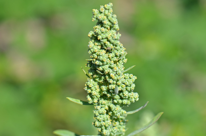 Lambsquarters Flowers are tiny, green; in clusters from axils on terminal ends of branches or stems, flowers may also be solitary in terminally branched spikes, small sepals with white margins. Chenopodium album 